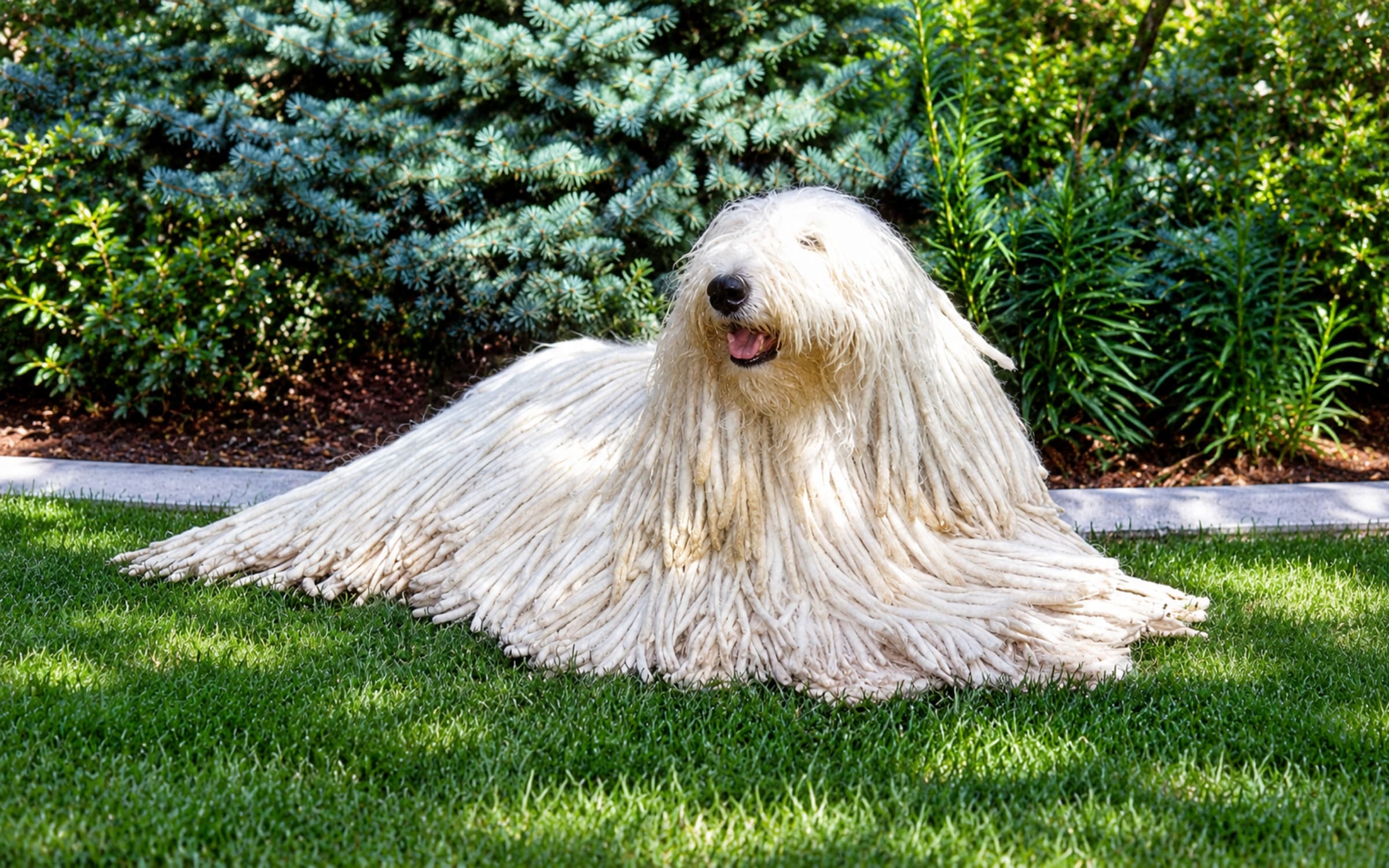 Adult Komondor lying on a lawn
