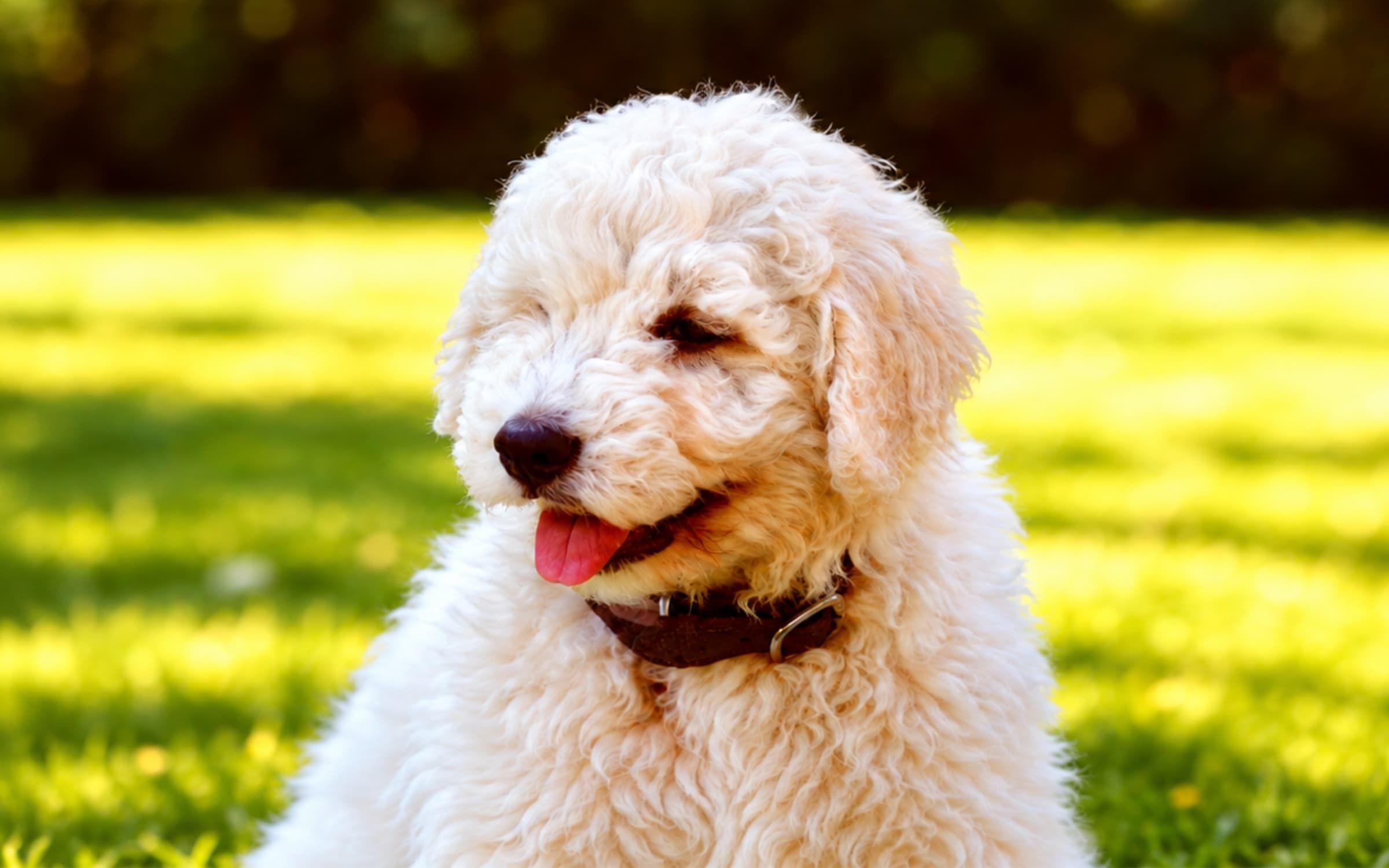 Komondor puppy close-up with tongue out