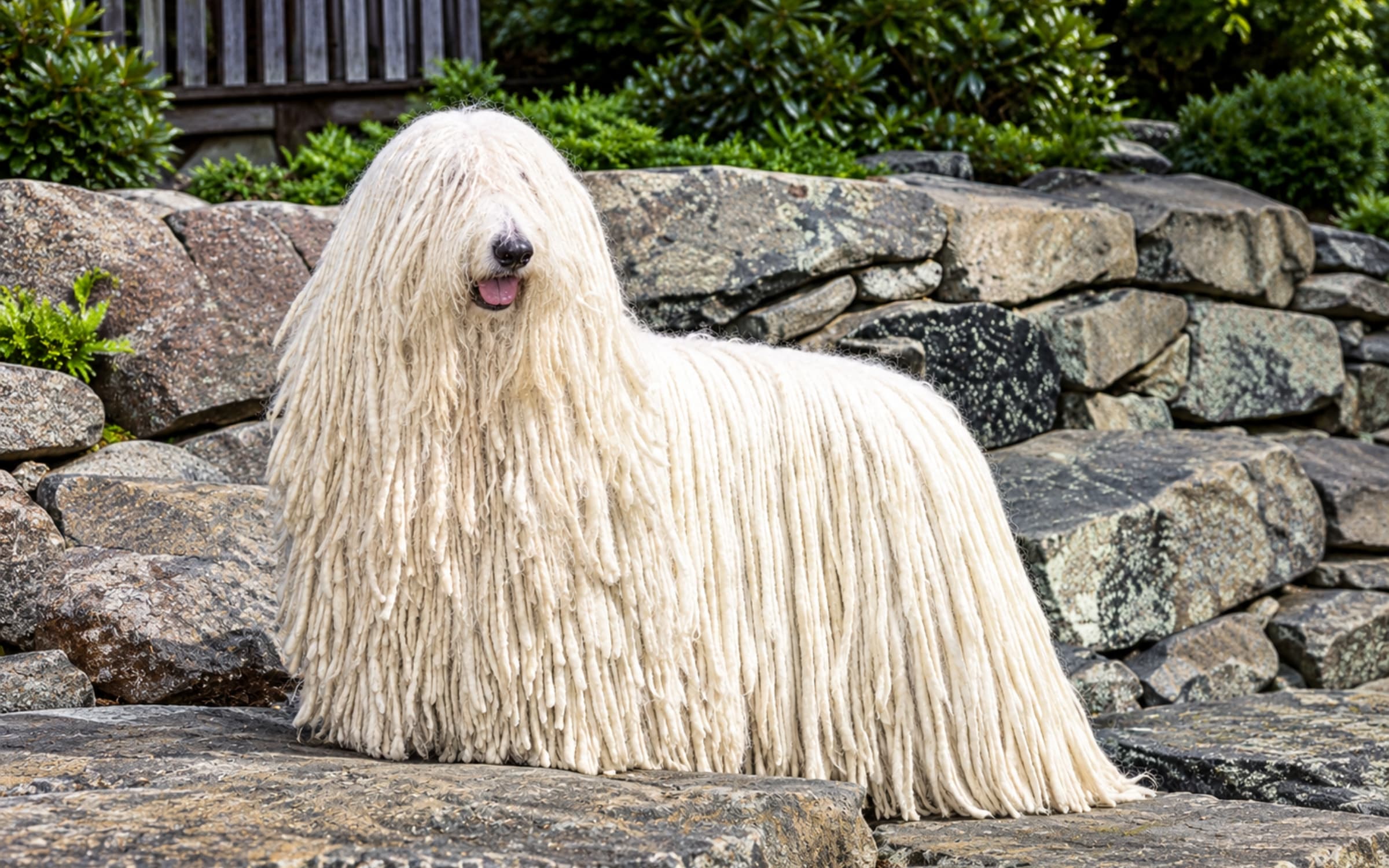 Adult Komondor standing on rocks by a stone wall