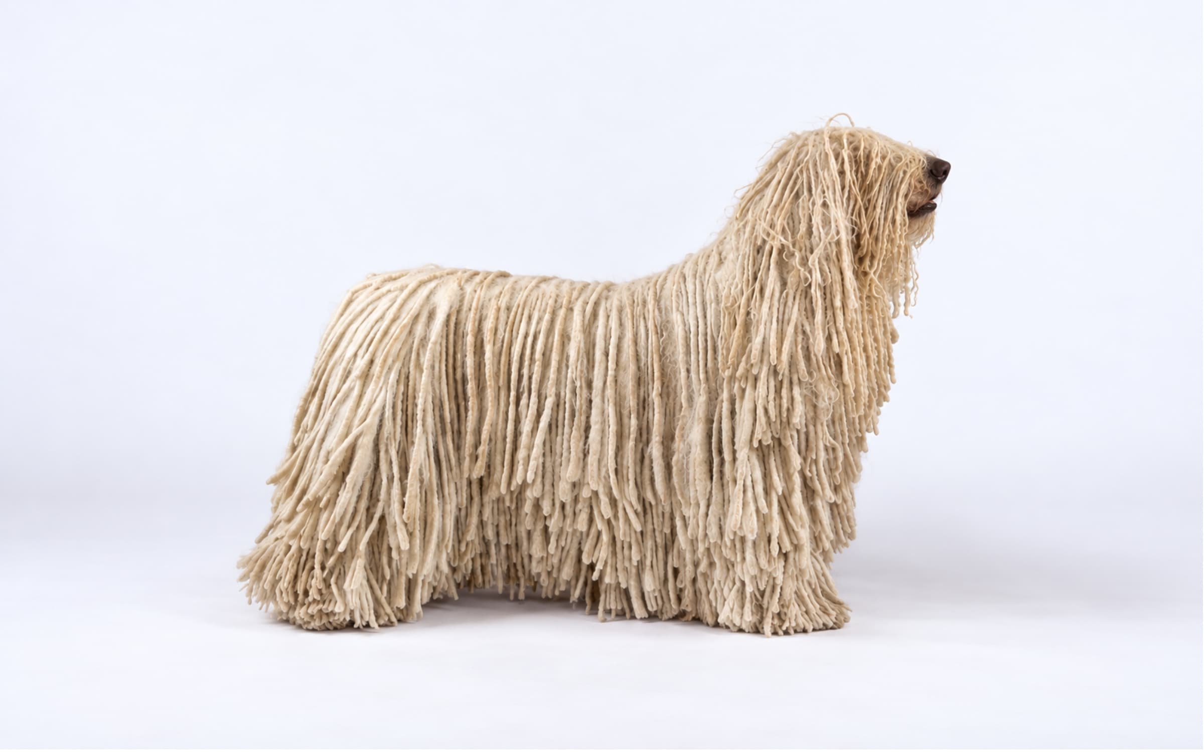 Adult Komondor standing in profile against a white background