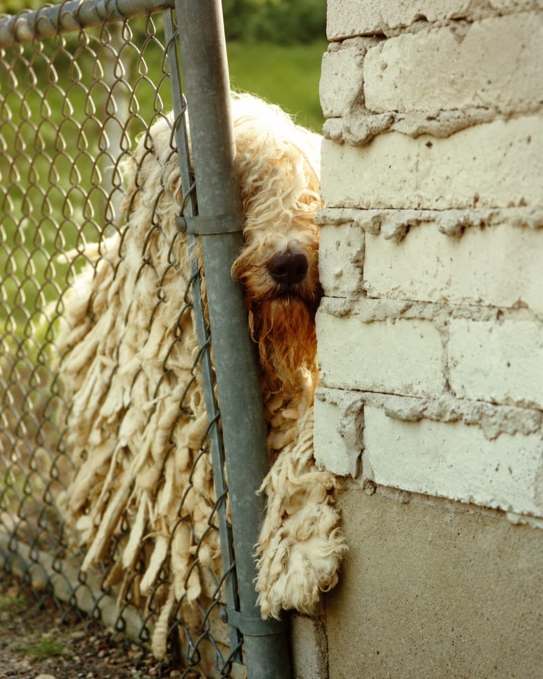 Komondor Rescue