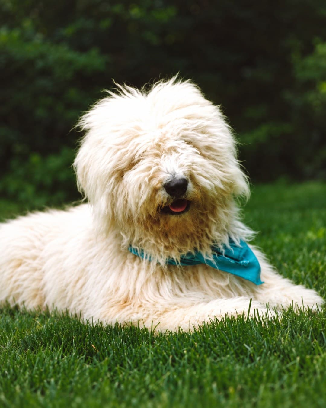 Komondor in a home setting