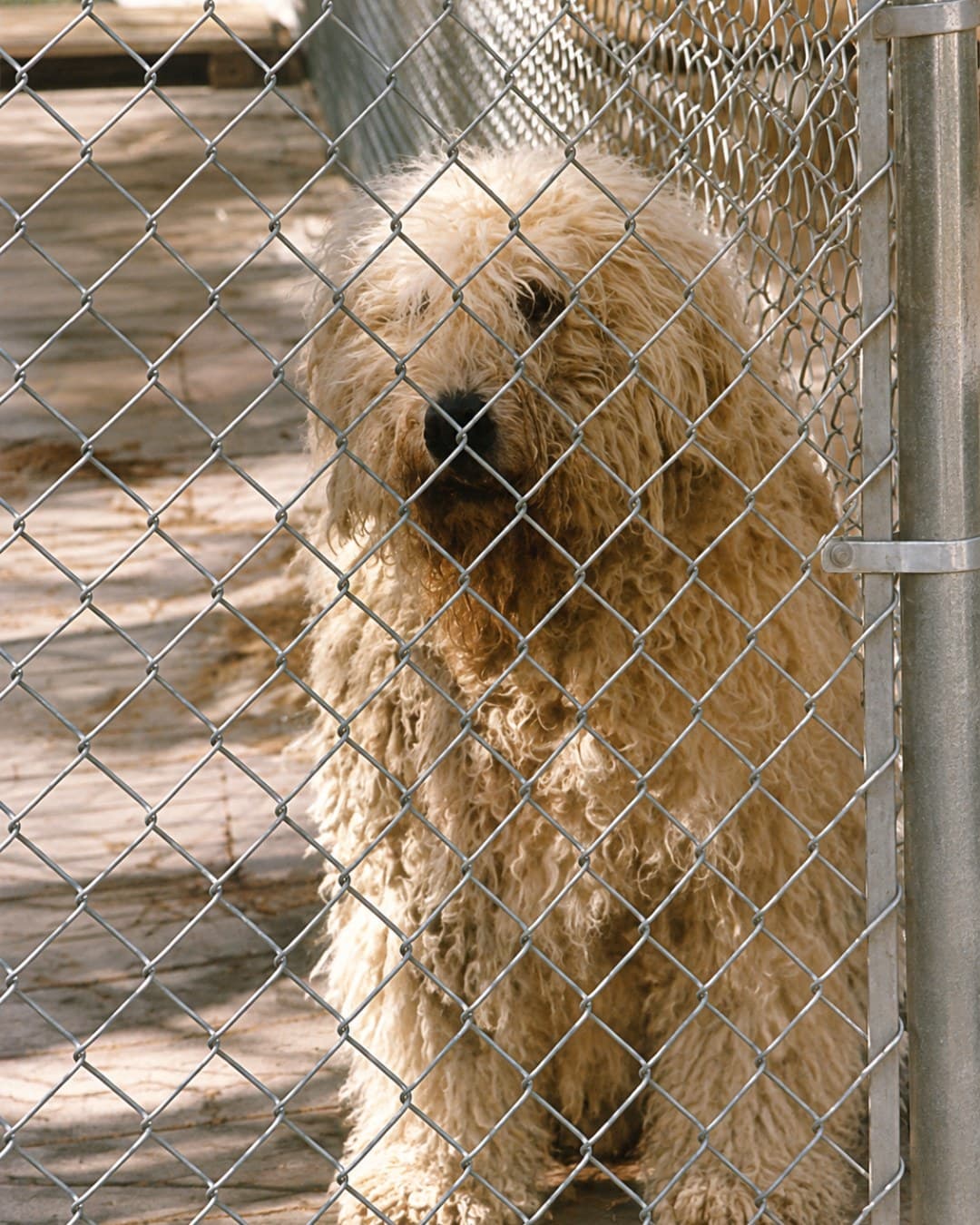 Komondor available through rescue