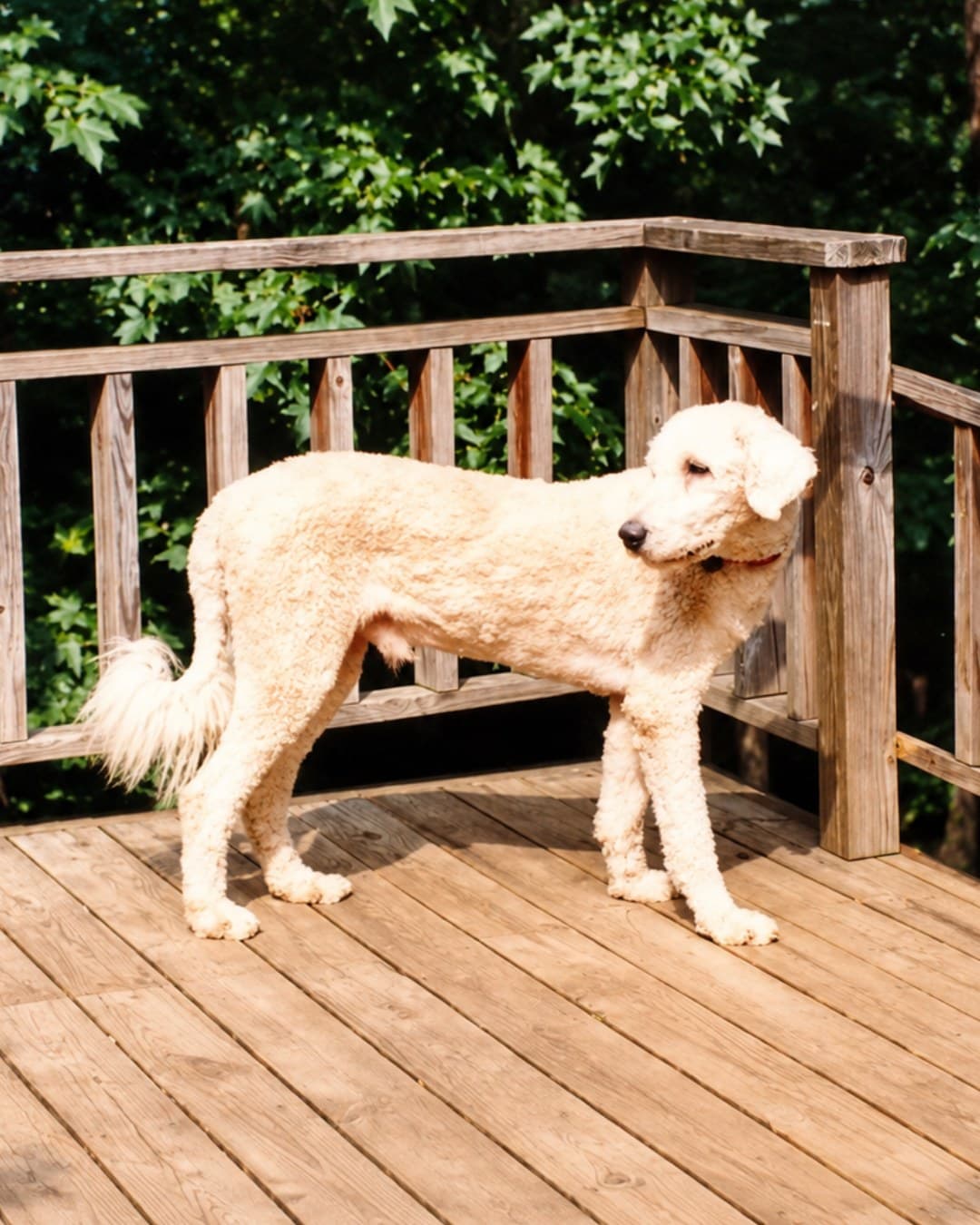 Komondor needing a new home