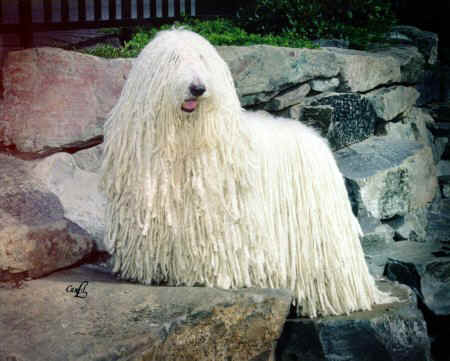 Ch. Lajosmegyi Dahu Digal (“Dahu”)