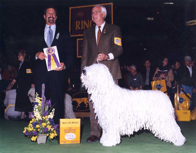 Ch. Meadowview Flaming Star (“Wooley”)
