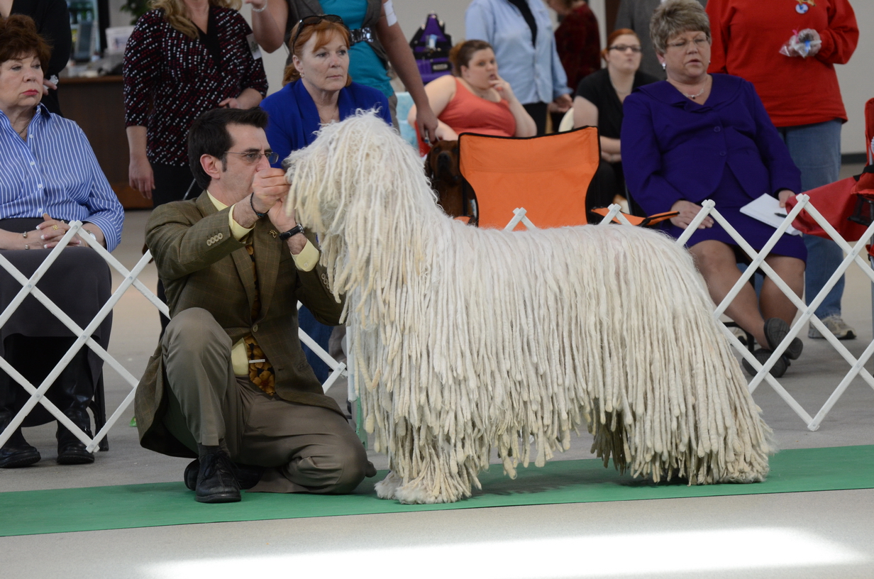 GCh. Nagyalma Unforgettable Too (“Cole”)