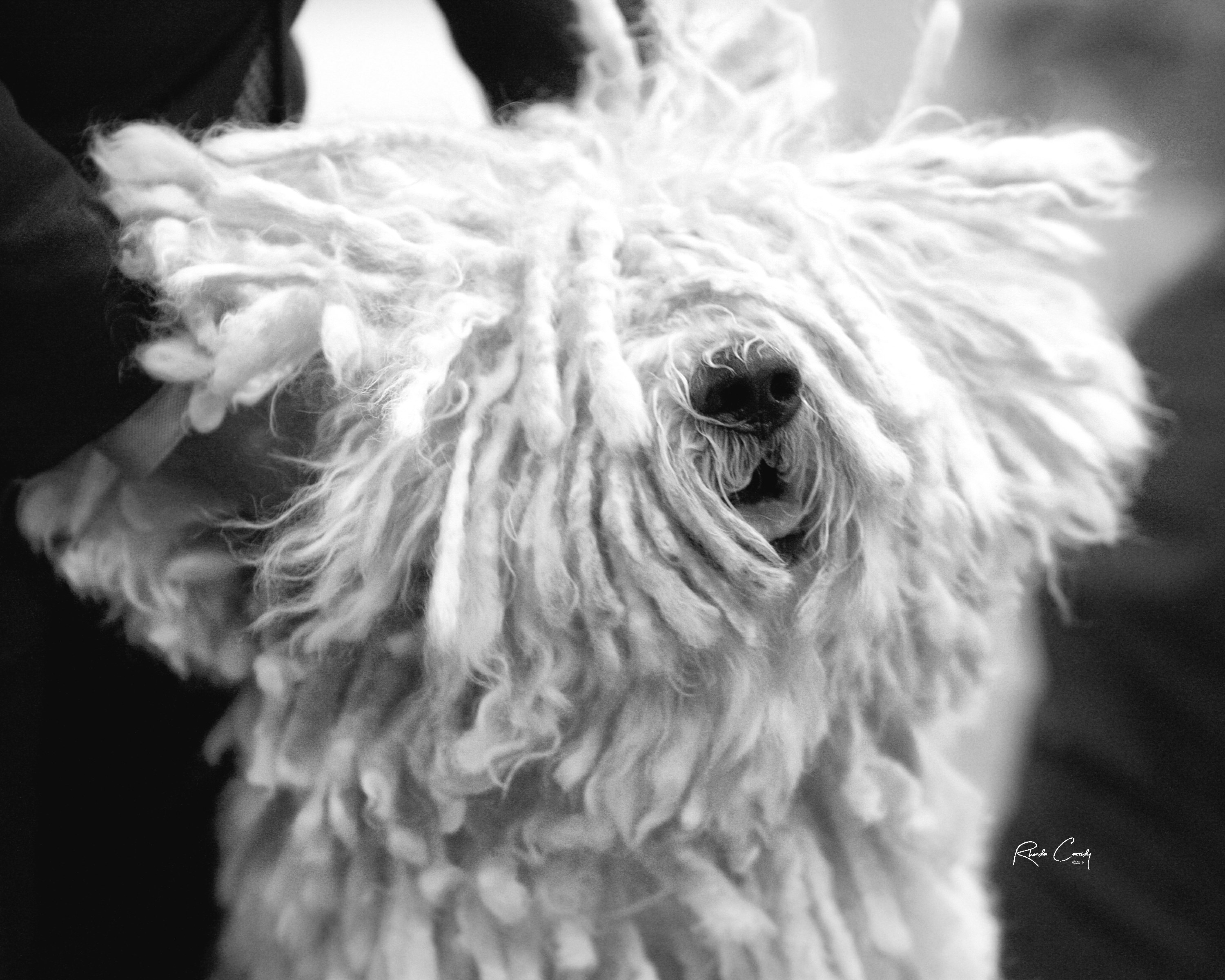 BISS GCH Meadow View Quintessential Zillion to One (“Addie”)