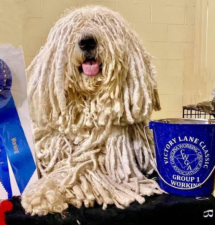 GCH Meadow View Quintessential Zillion to One (“Addie”)